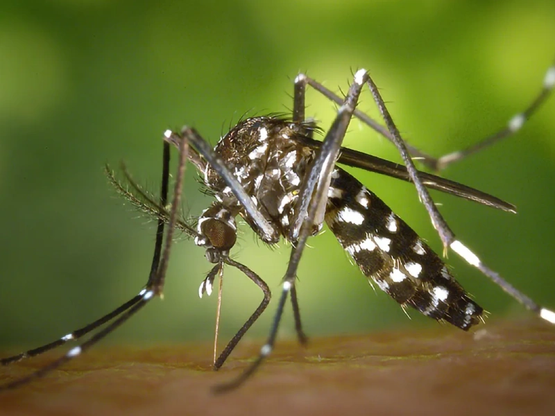 Chikungunya Nedir? Belirtileri, Tedavisi ve Korunma Yolları